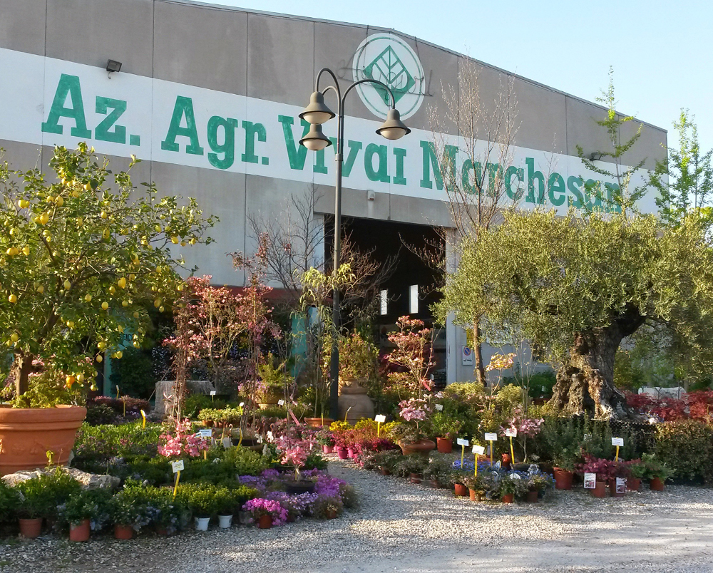 Vivai Marchesan a Basiliano