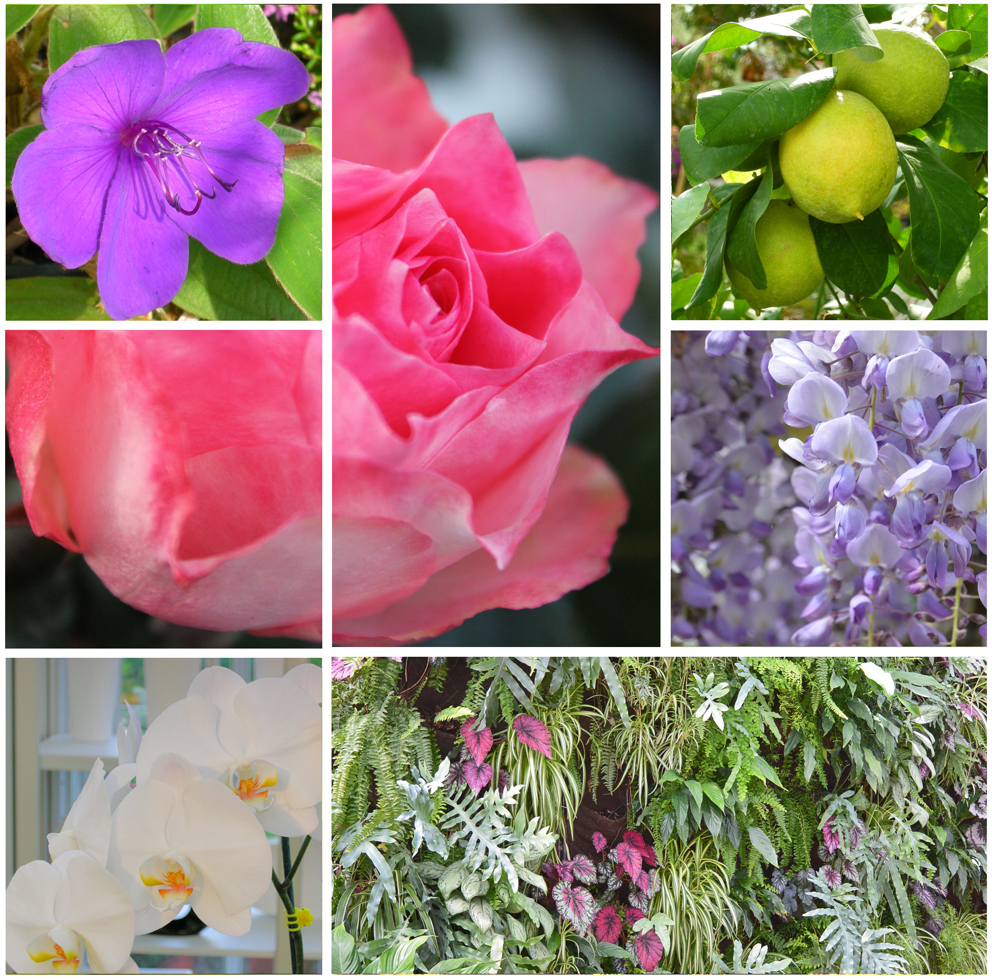 Vivai Marchesan a Basiliano