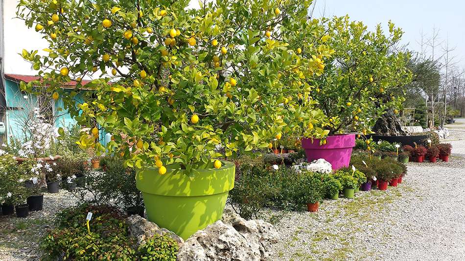 Garden Vivai Marchesan