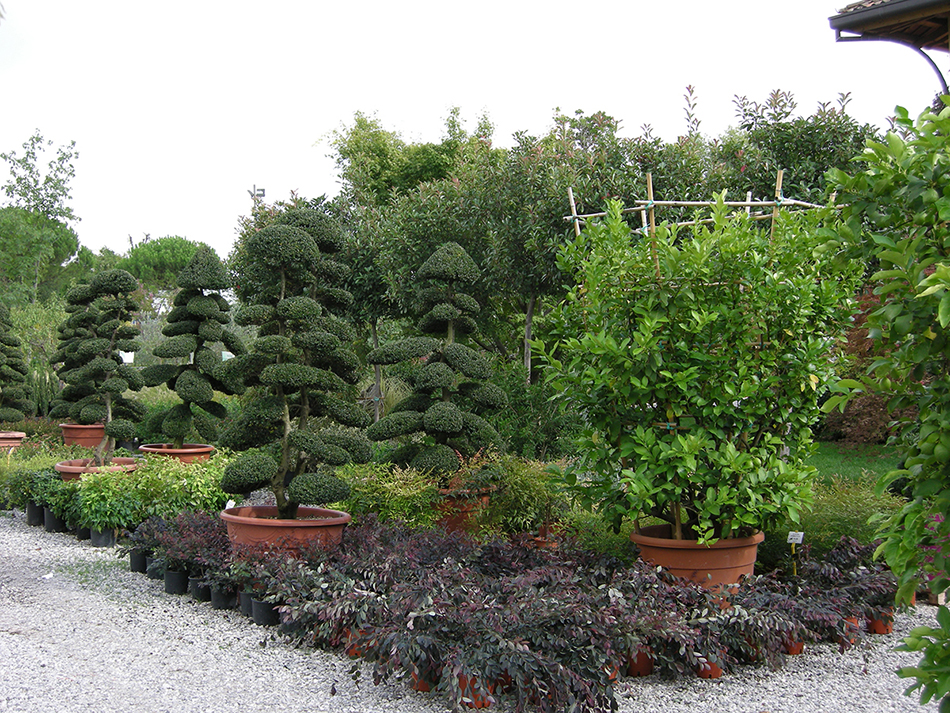 Garden Vivai Marchesan