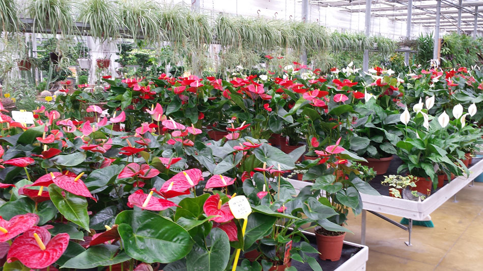 Garden Vivai Marchesan