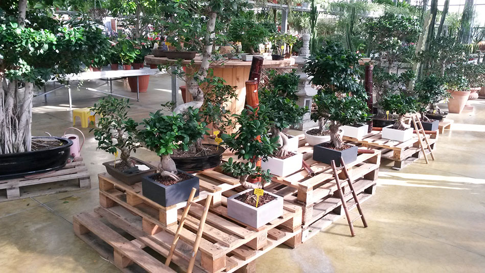 Garden Vivai Marchesan