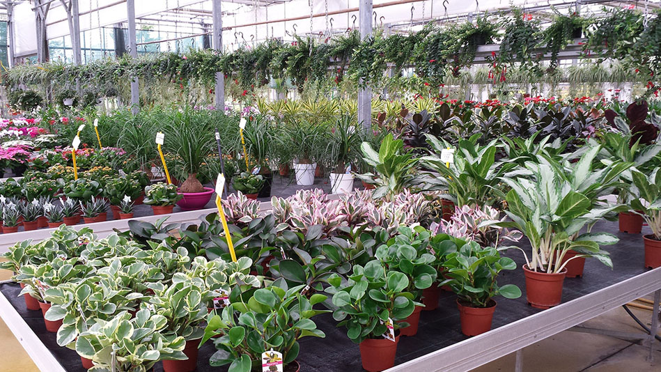 Garden Vivai Marchesan