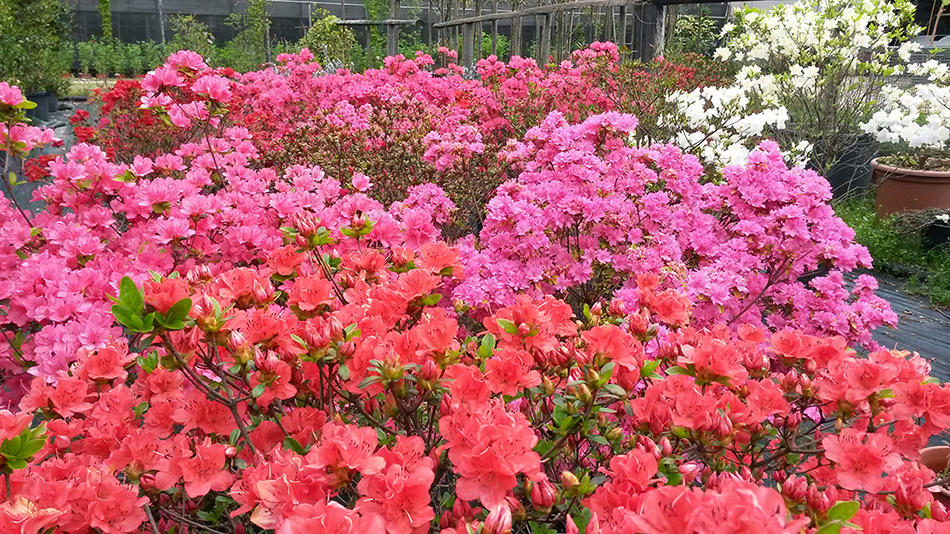 Garden Vivai Marchesan