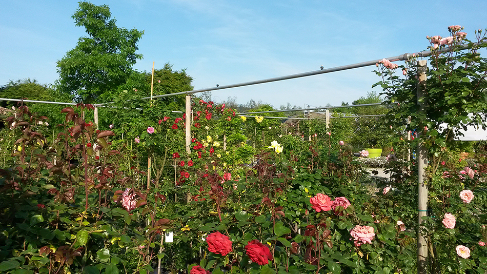 Garden Vivai Marchesan