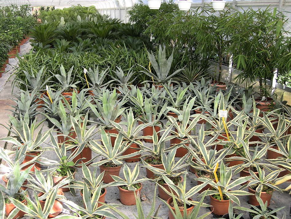 Garden Vivai Marchesan