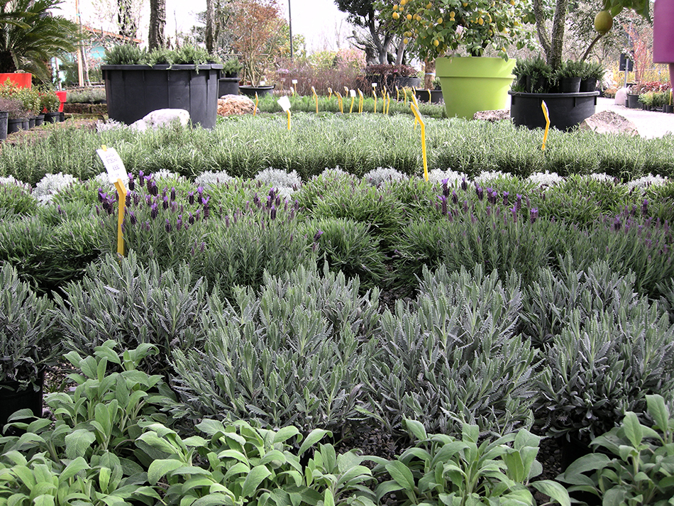 Garden Vivai Marchesan