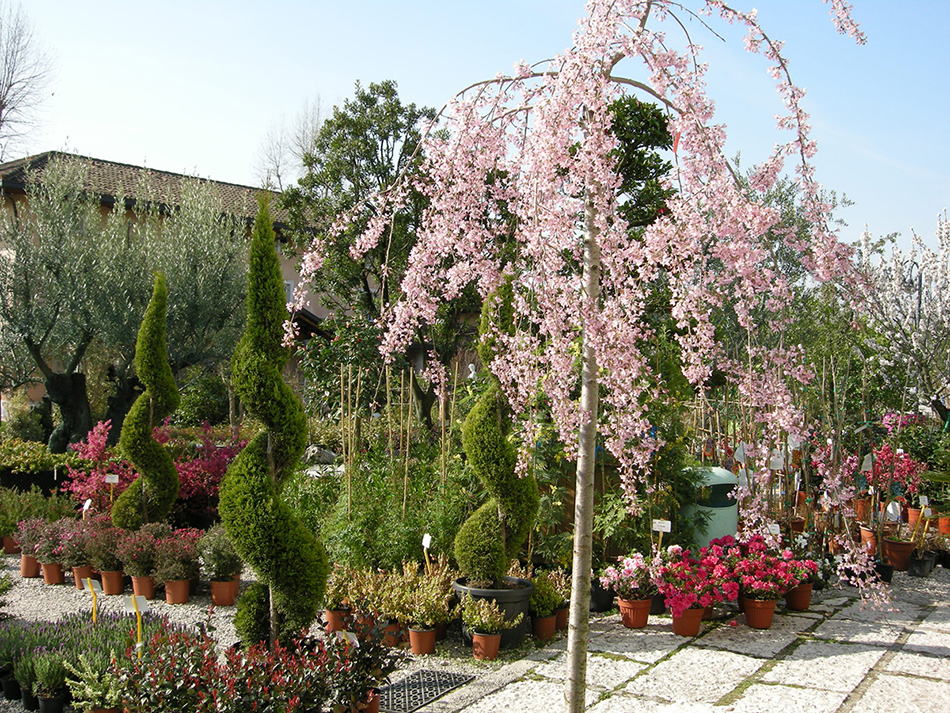 Garden Vivai Marchesan