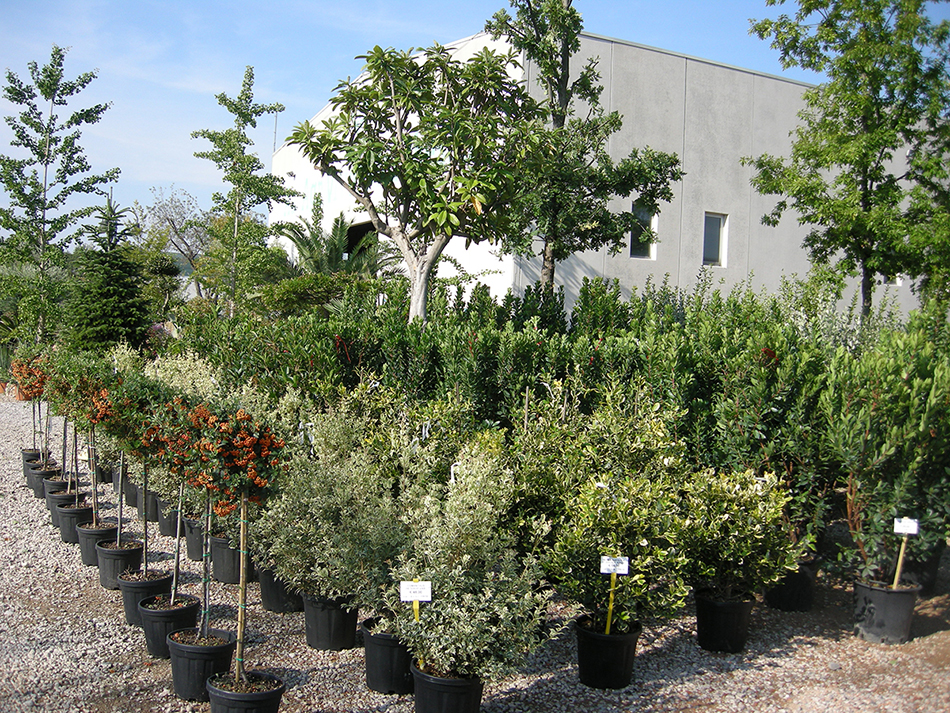 Garden Vivai Marchesan